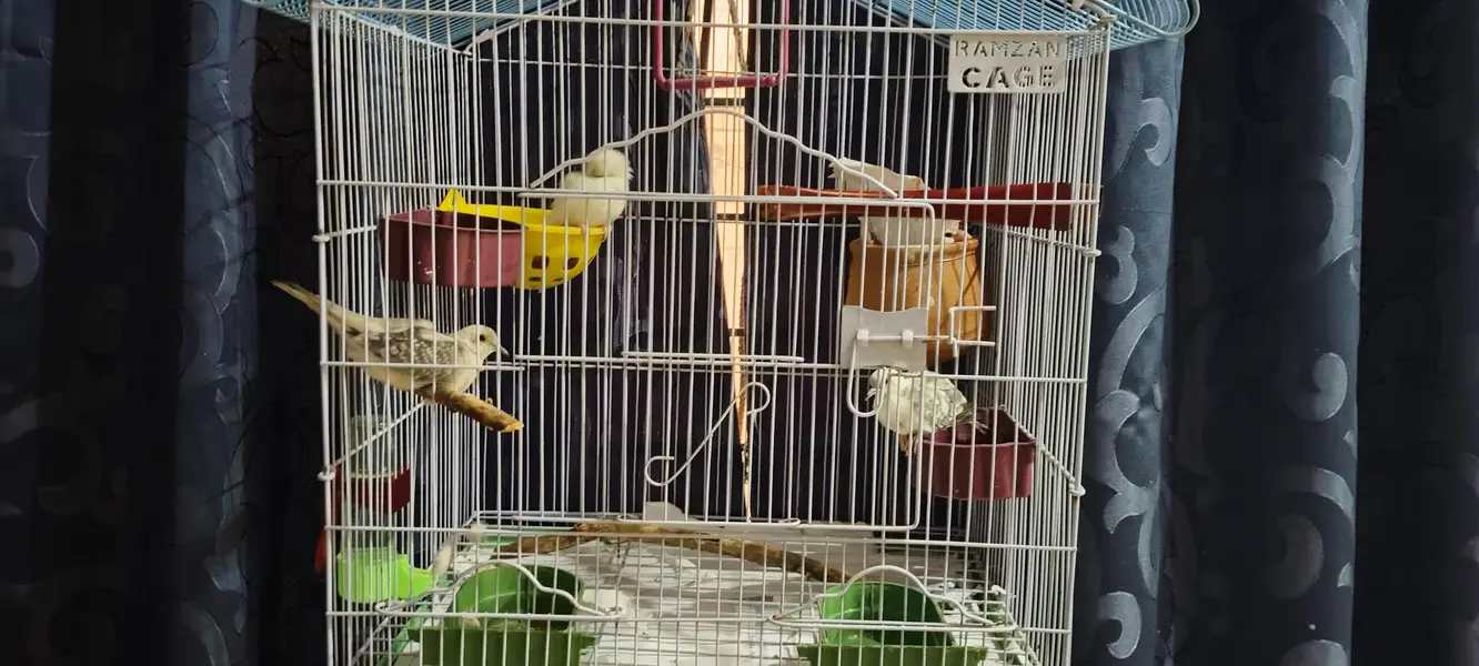 Pair Diamond Dove and White Java with Cage — photo 2