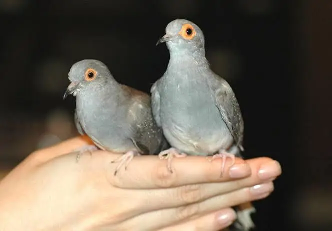 Pair Diamond Dove and White Java with Cage — photo 3