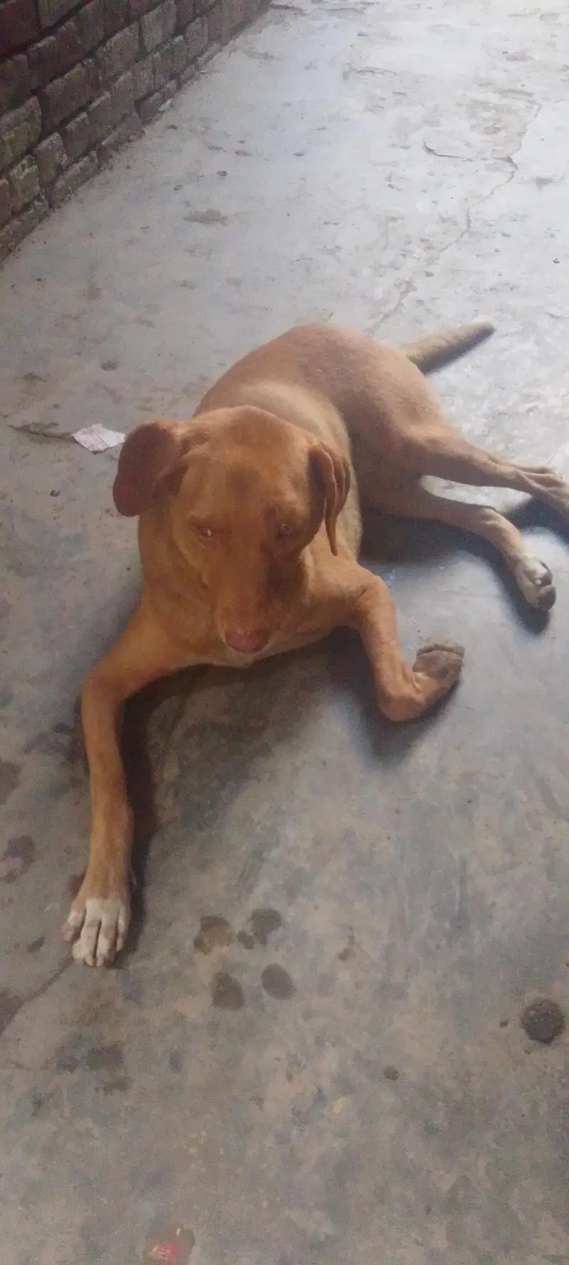 home pet — photo 2