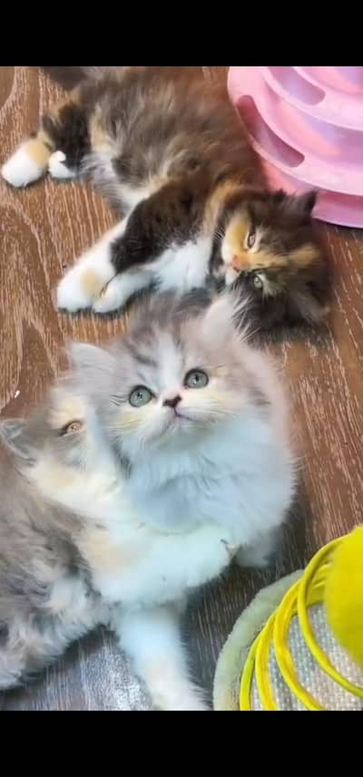 Quality Persian Punch face cat & kittens 03230930380 WhatsApp