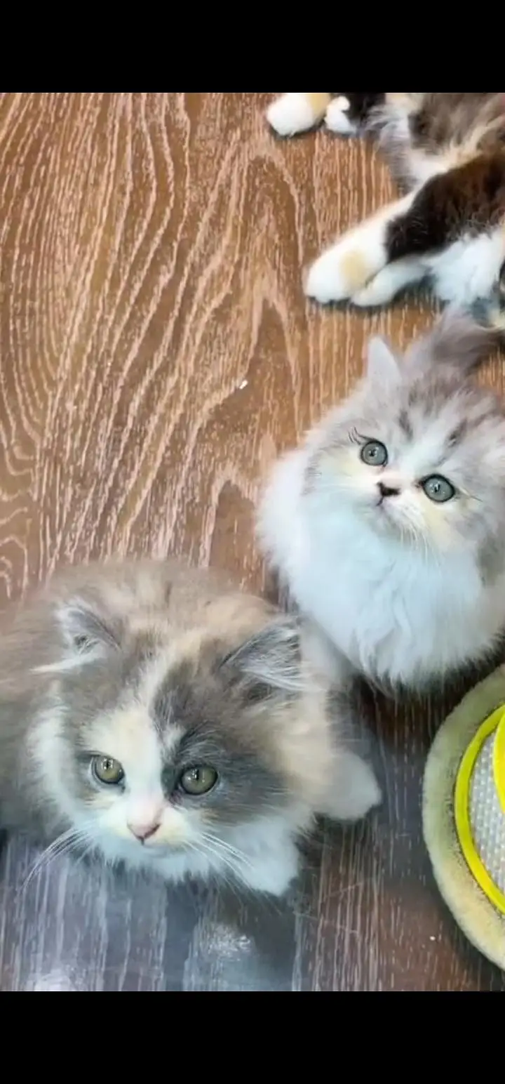 Quality Persian Punch face cat & kittens 03230930380 WhatsApp — photo 2