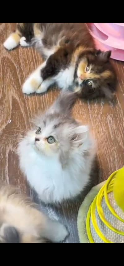 Quality Persian cat & Kittens Male & female  0348 7277309 WhatsApp
