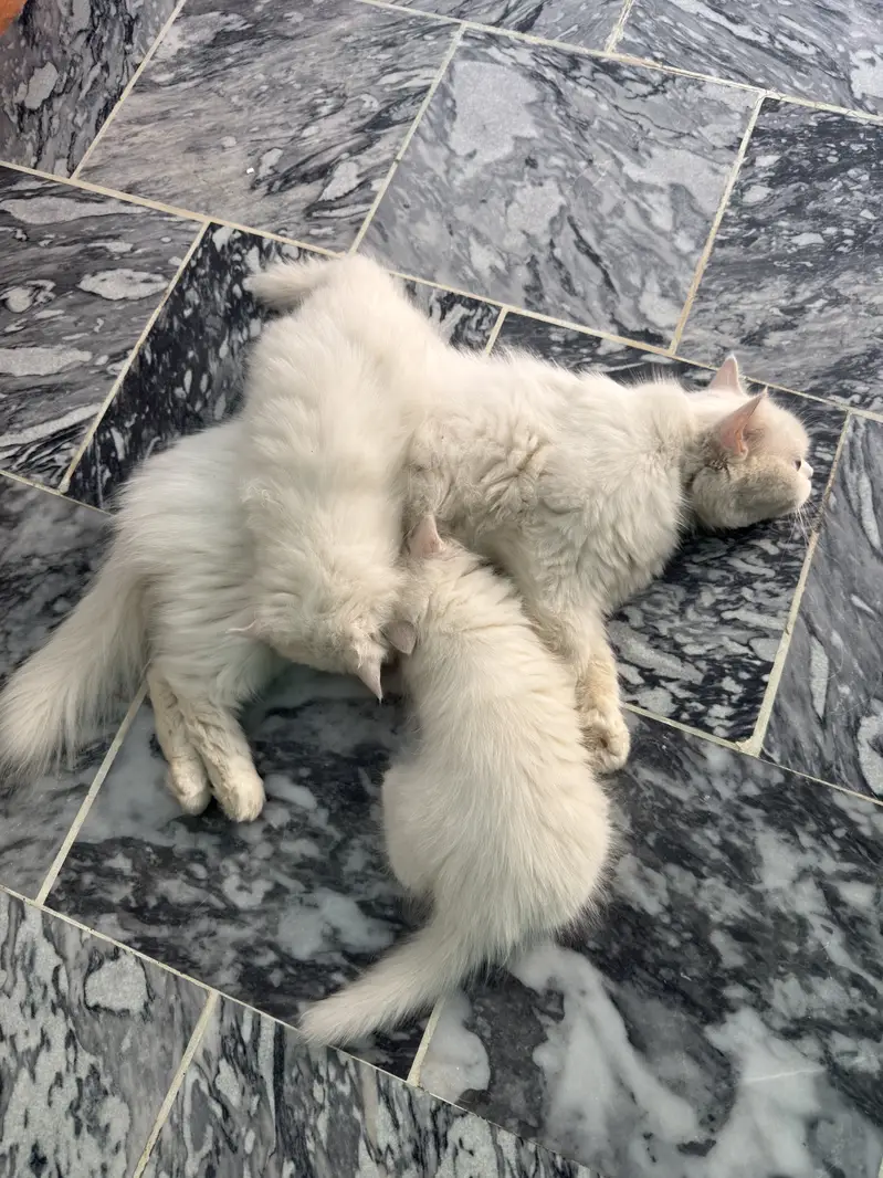 High Quality Long Coat Persian Female for Sale — photo 2