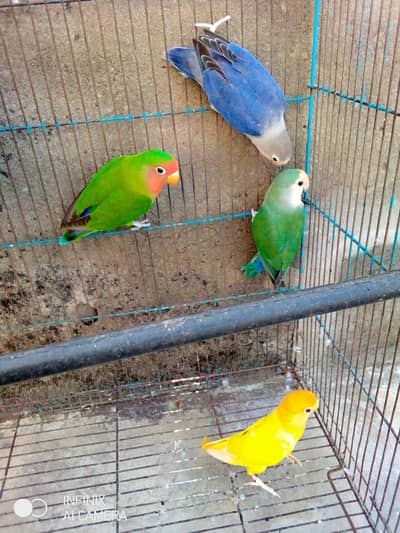 three female one male urgent sale jisne purchase karne vahi contact
