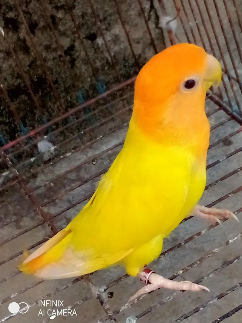 three female one male urgent sale jisne purchase karne vahi contact — photo 2