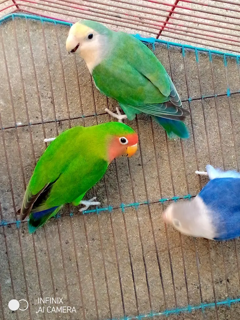 three female one male urgent sale jisne purchase karne vahi contact — photo 3