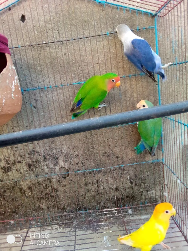 three female one male urgent sale jisne purchase karne vahi contact — photo 4