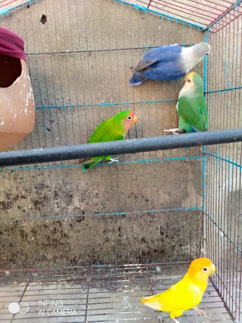 three female one male urgent sale jisne purchase karne vahi contact — photo 5