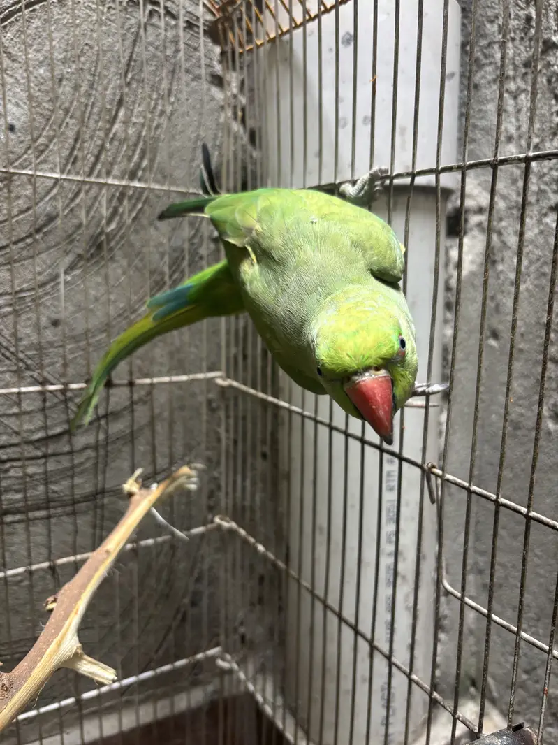 Female parrot — photo 3