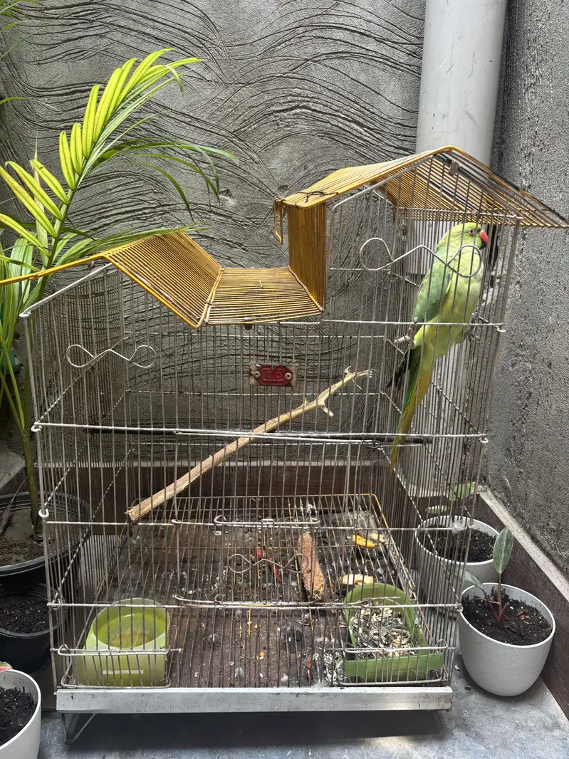 Female parrot — photo 4