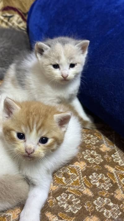Triple  coat kittens doll face dealership rate