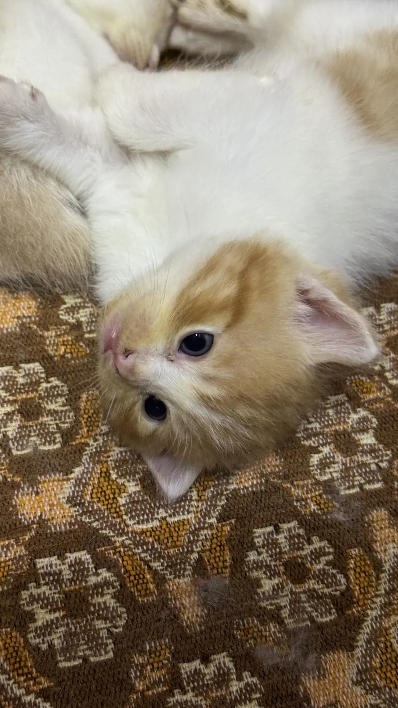 Triple  coat kittens doll face dealership rate — photo 2