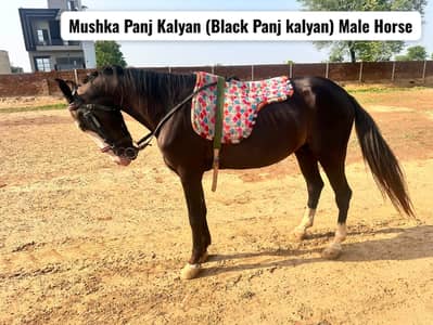 Mushka Panj Kalyan | MUSHKA HOURSE | ghora | nukra hourse for sale