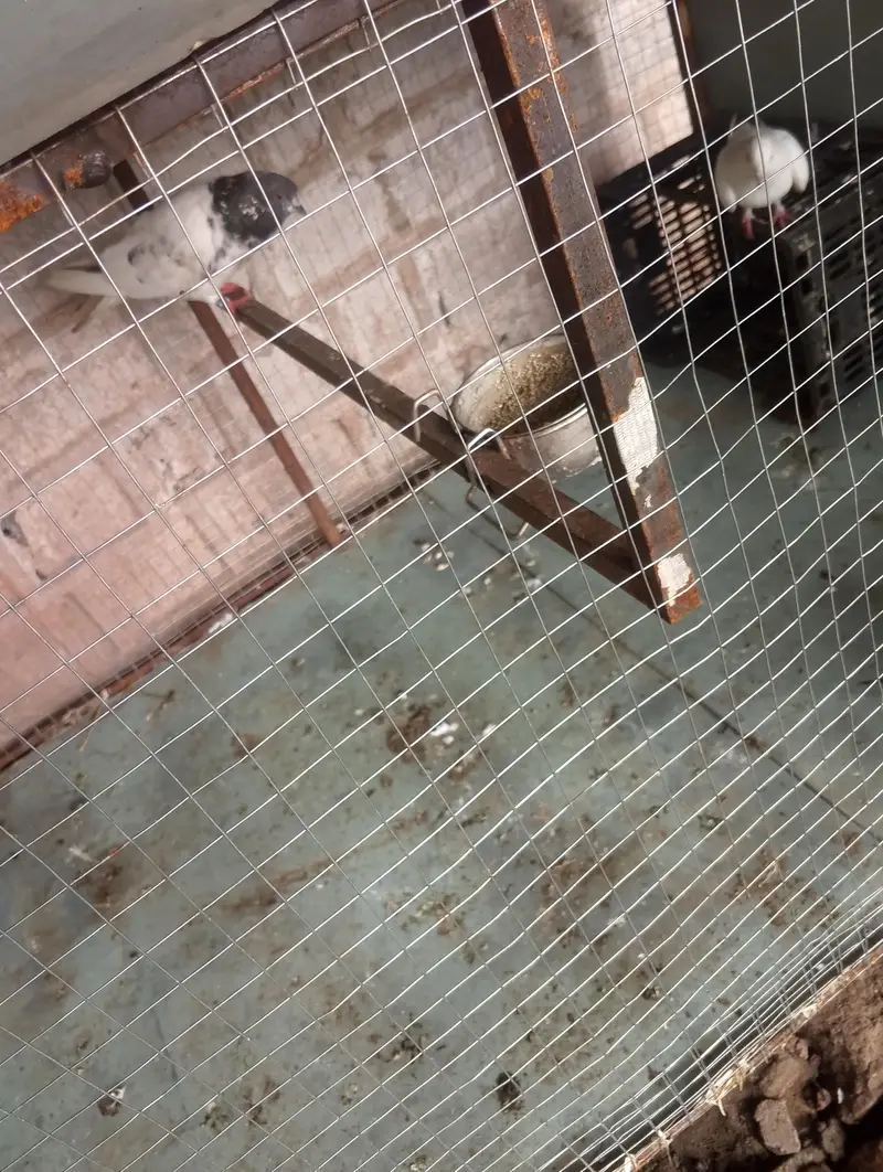 big size cage — photo 2