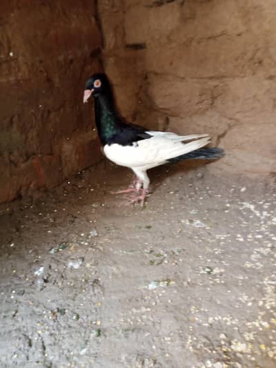 pure dainish breader female
