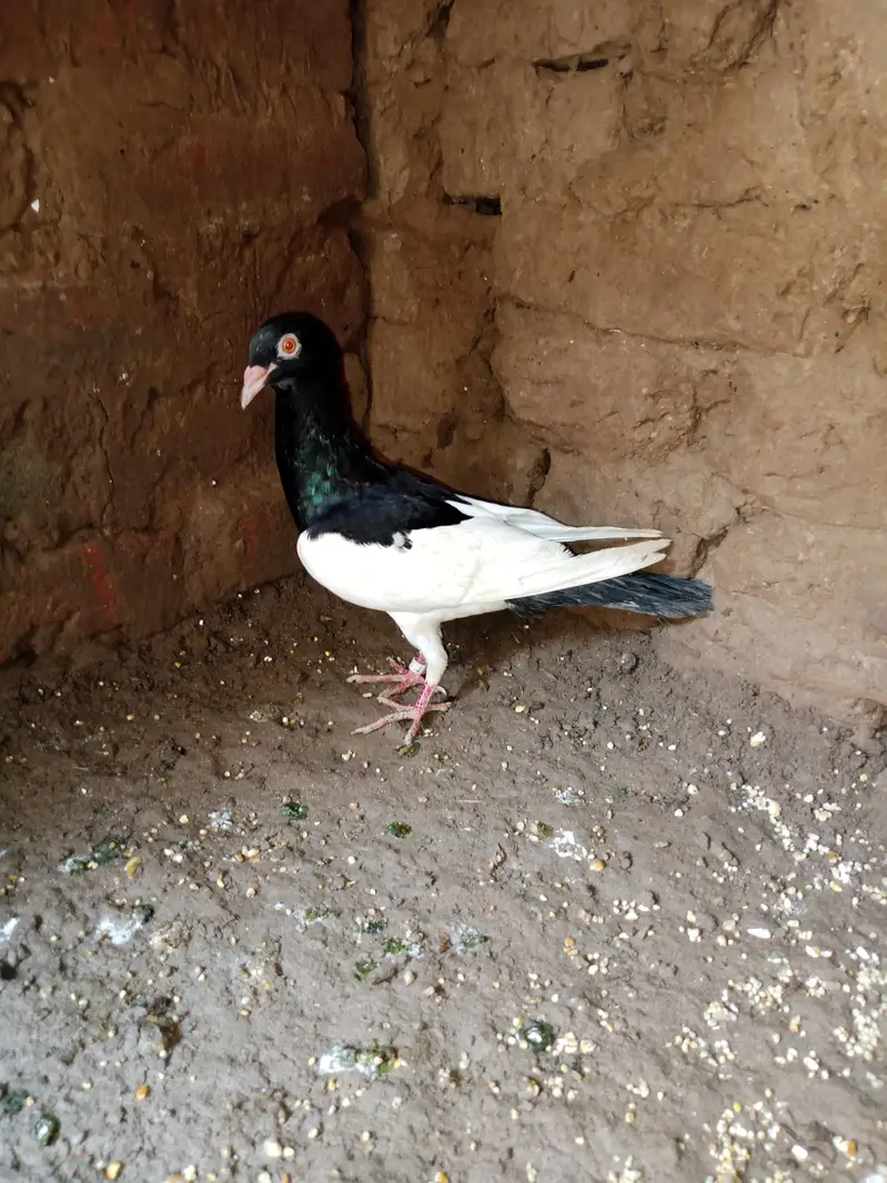 pure dainish breader female — photo 2