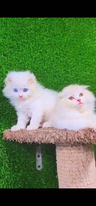 Quality Persian Punch face cat & kittens 03230930380 WhatsApp