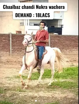 Nukra breed horse | desi mushka horse | chalbaz nukra wachera