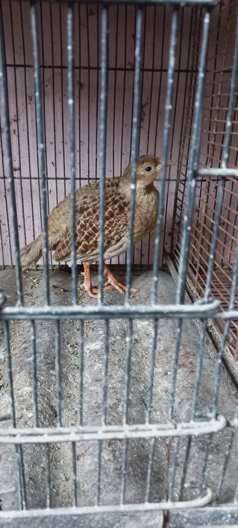 Breeder Pair