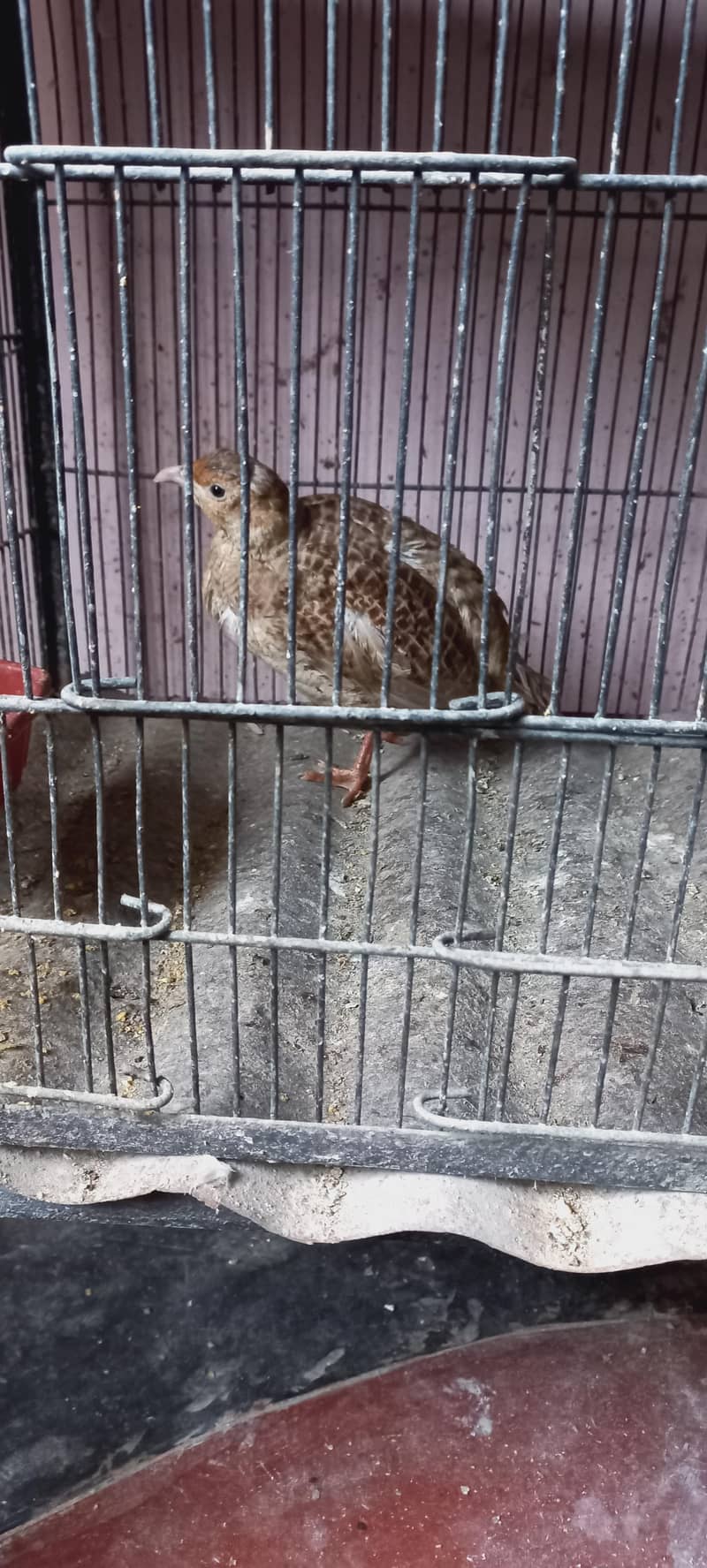 Breeder Pair 1