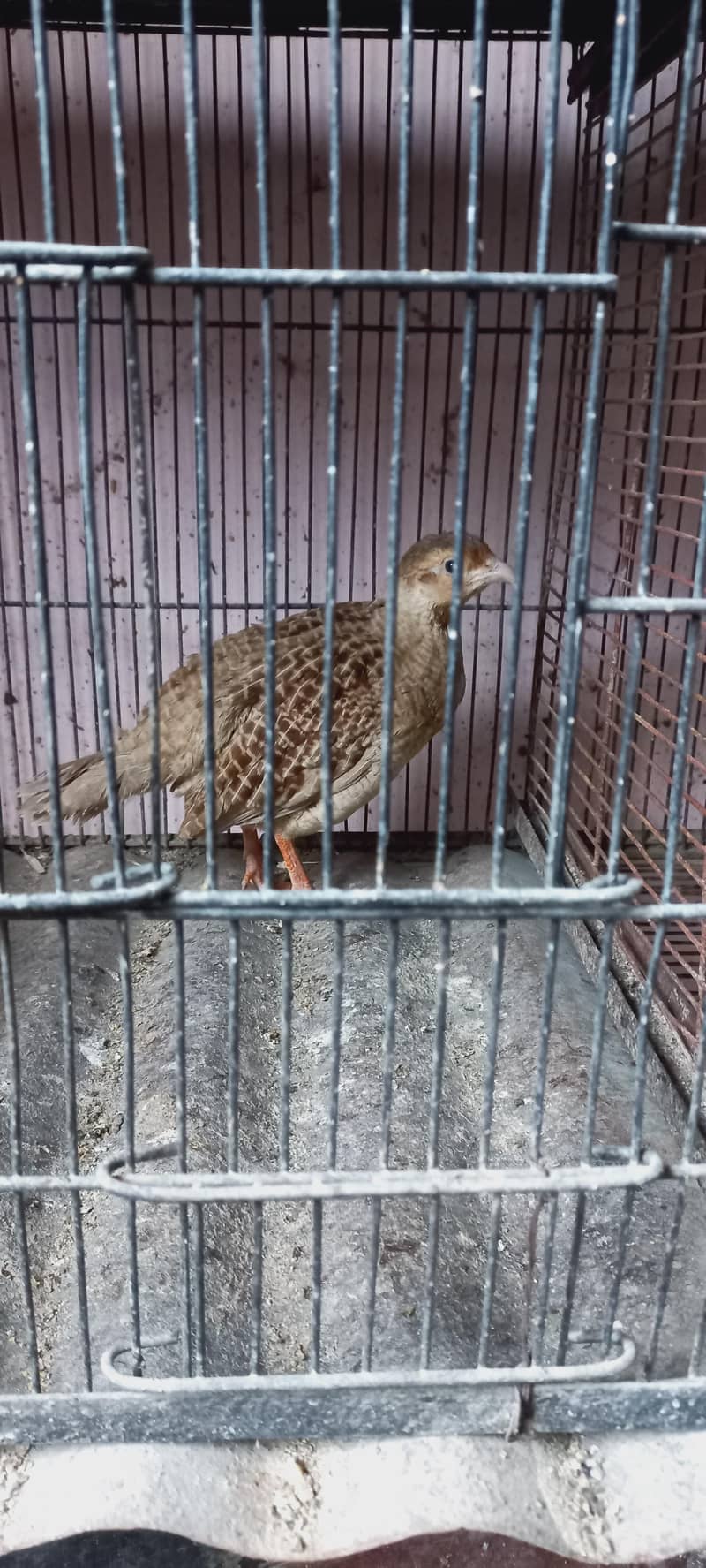 Breeder Pair 2