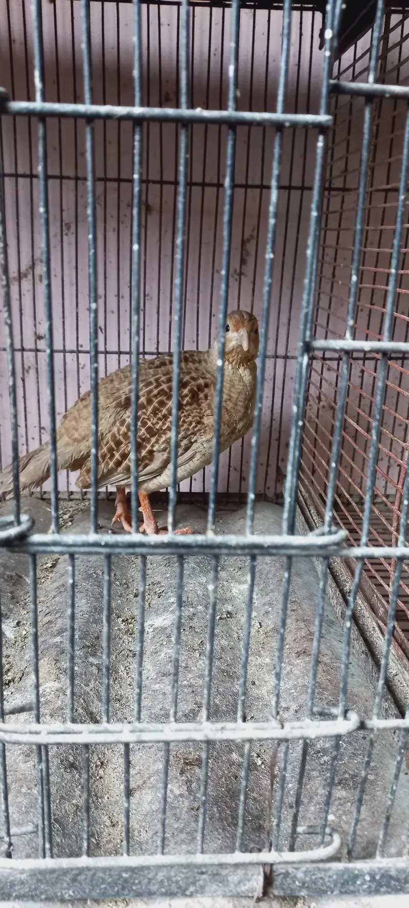 Breeder Pair — photo 4