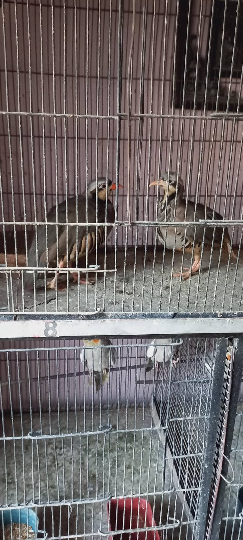 Breeder Pair 5