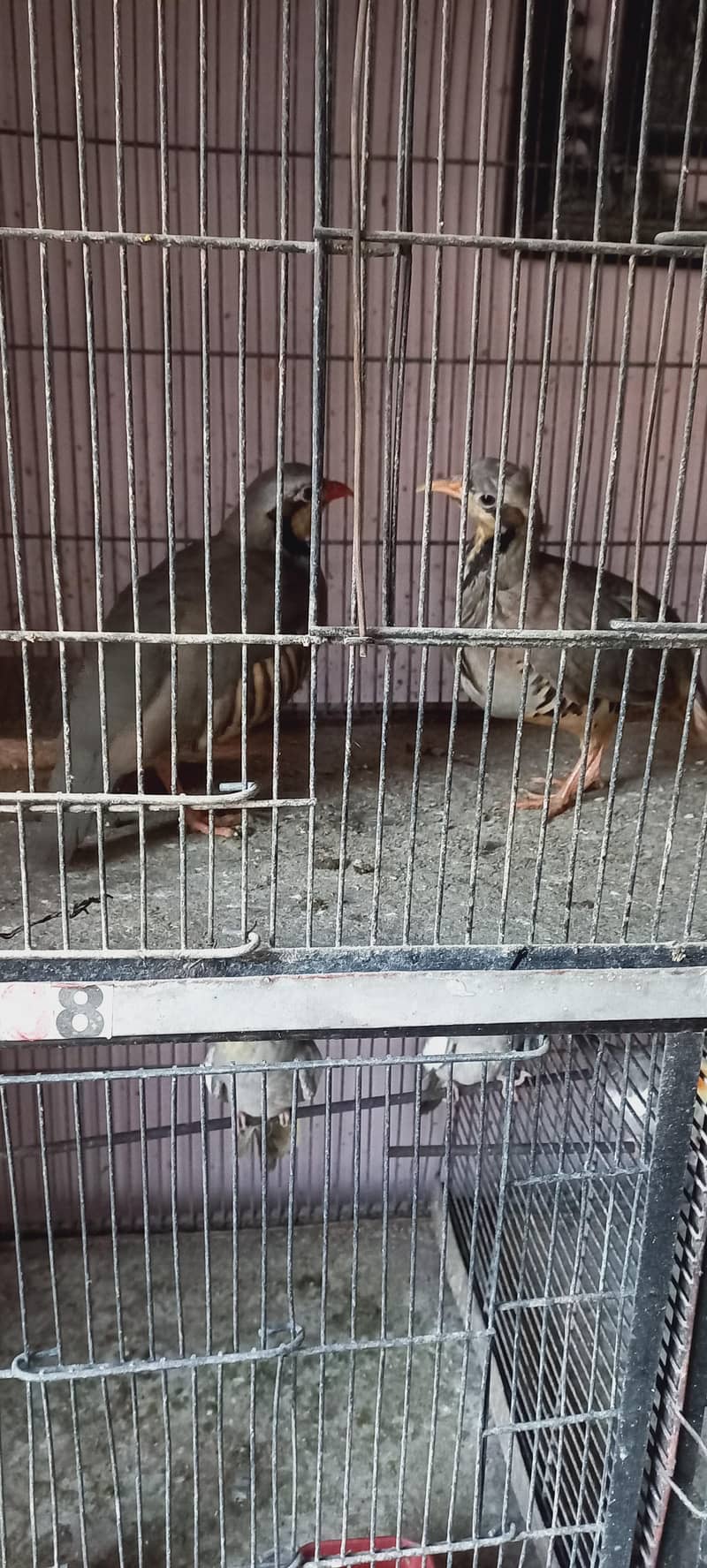 Breeder Pair 6