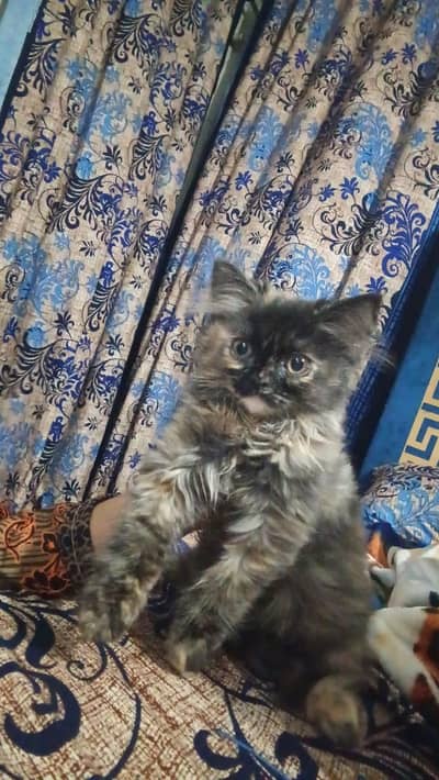 Persian kittens white&black    long cot.