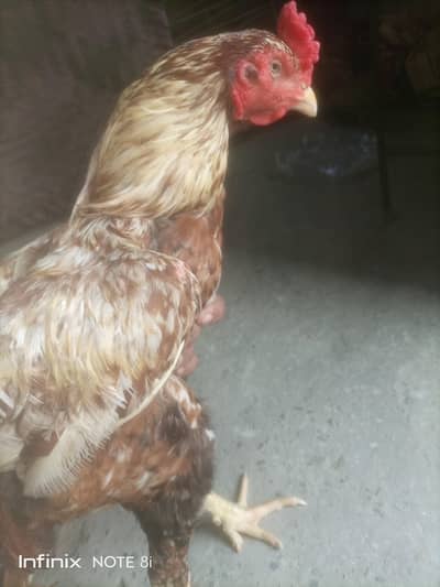 watnam+ Pakistani