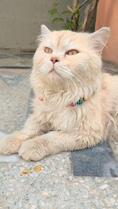 Persian cat for sale