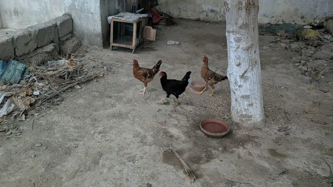 Desi and misri roster — photo 3