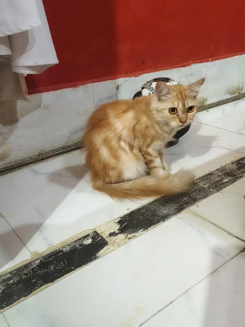 cats for adoption — photo 2