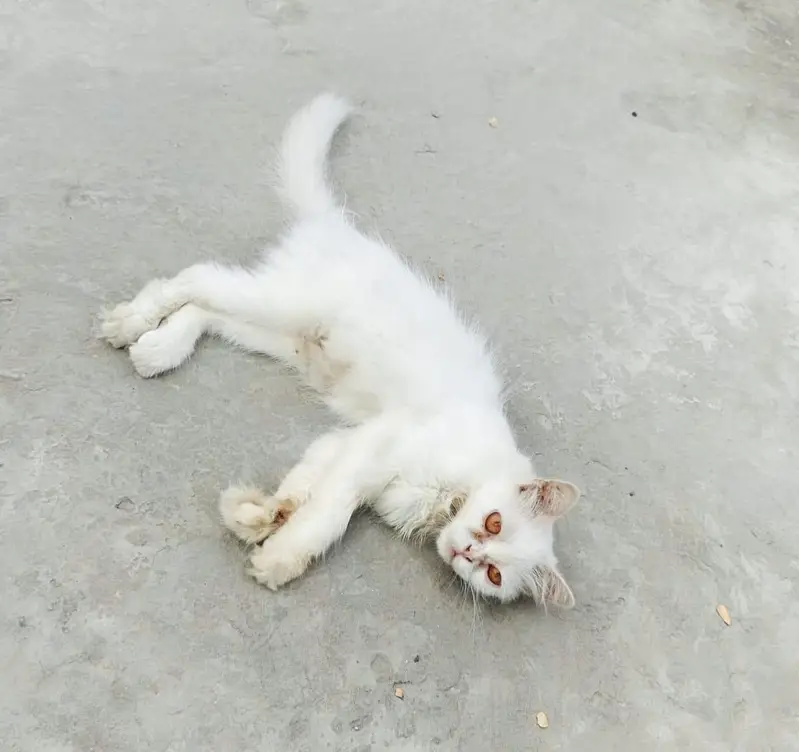 cats for adoption — photo 3