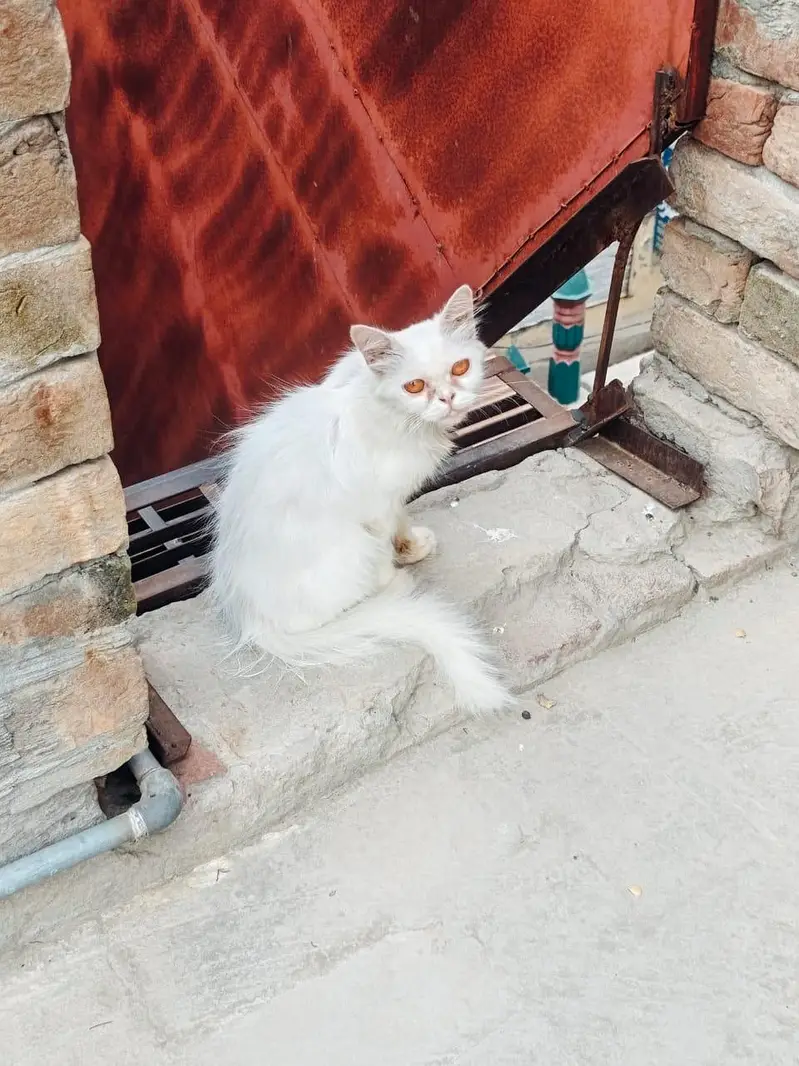 cats for adoption — photo 4
