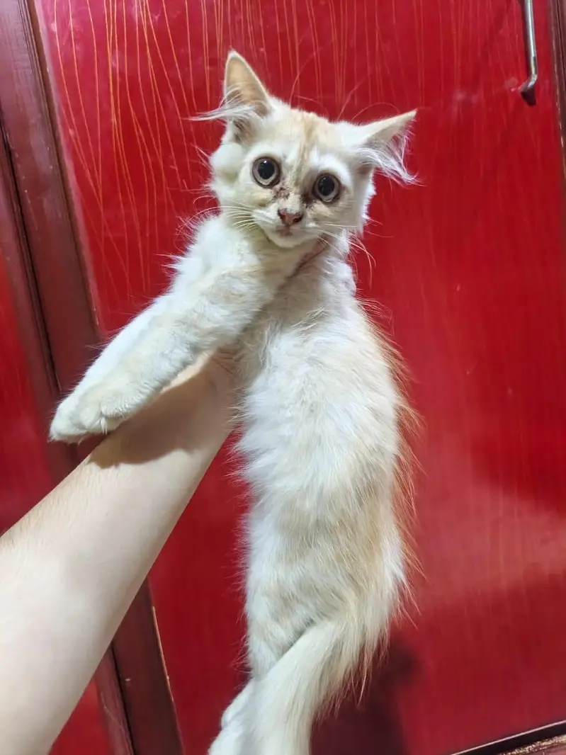cats for adoption — photo 5