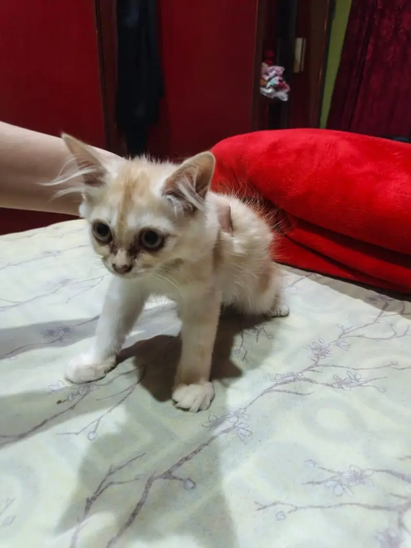 cats for adoption — photo 6