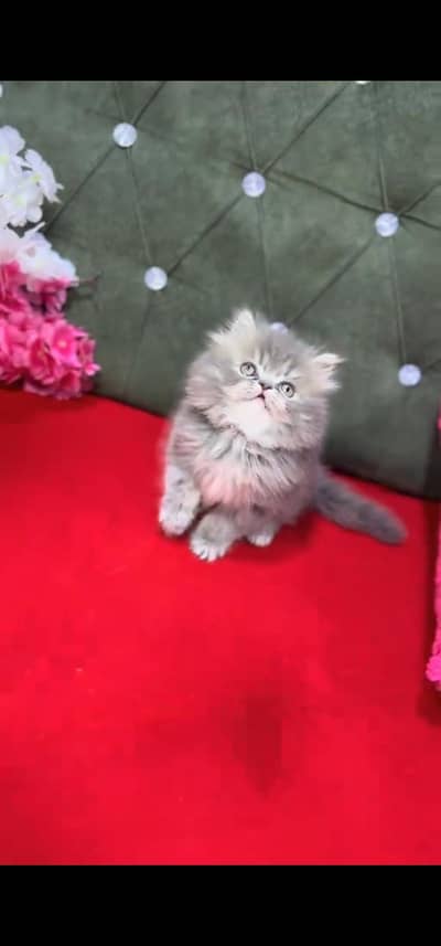 Quality Persian Punch face cat & kittens 03230930380 WhatsApp