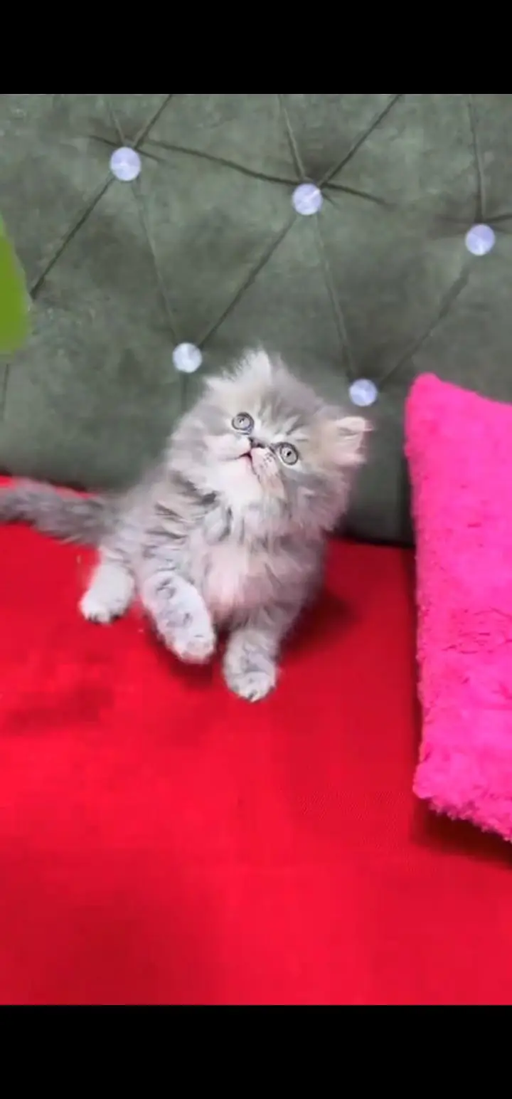 Quality Persian Punch face cat & kittens 03230930380 WhatsApp — photo 2