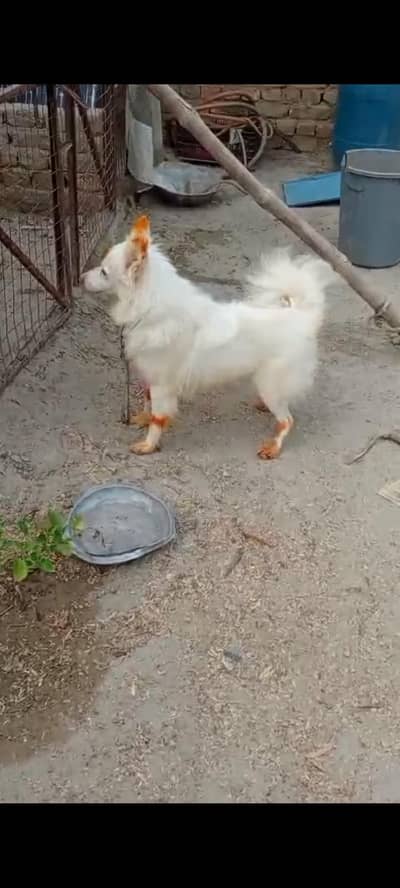 Russian pink nose male dog available for new home