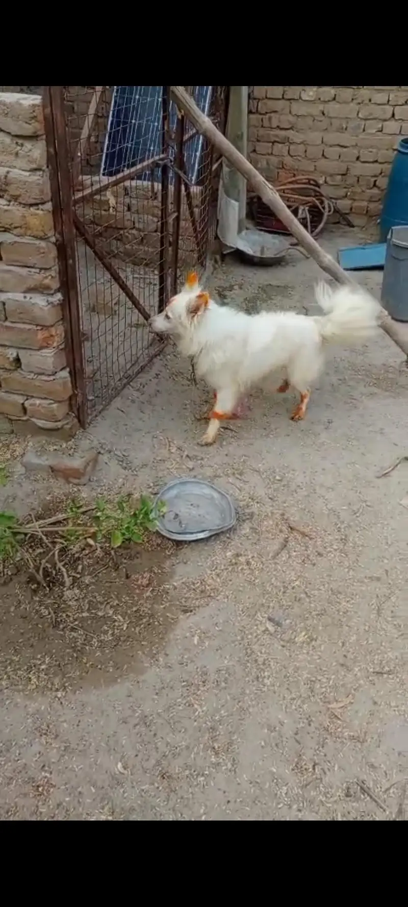 Russian pink nose male dog available for new home — photo 2