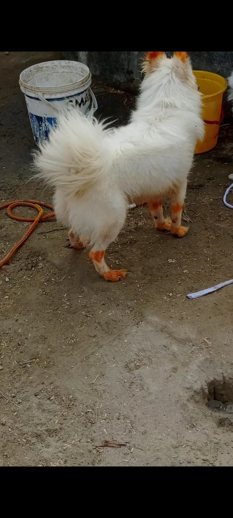 Russian pink nose male dog available for new home — photo 4