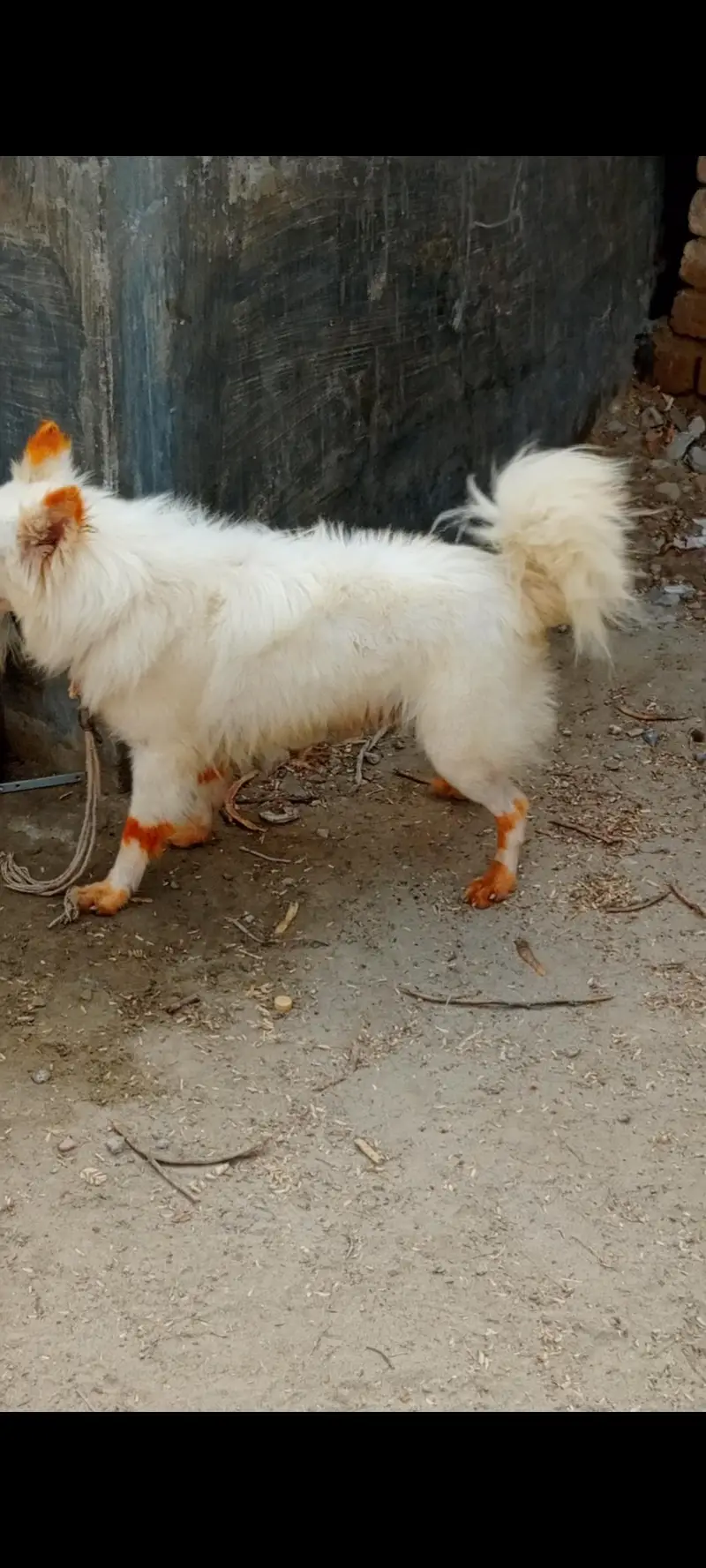 Russian pink nose male dog available for new home — photo 5