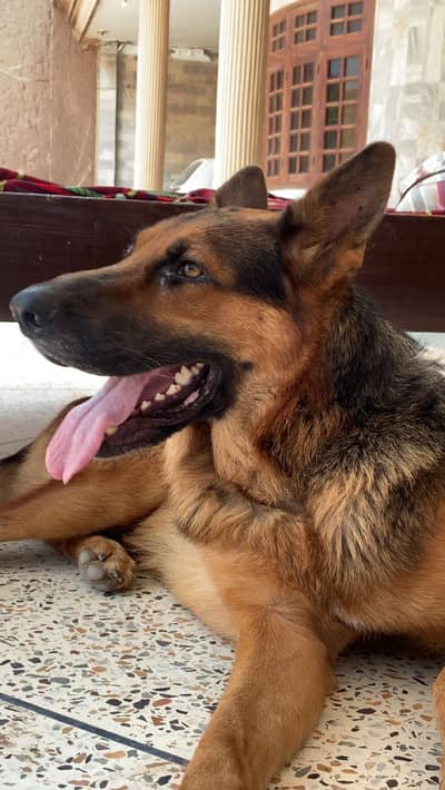 German Shepherd Stock Coat