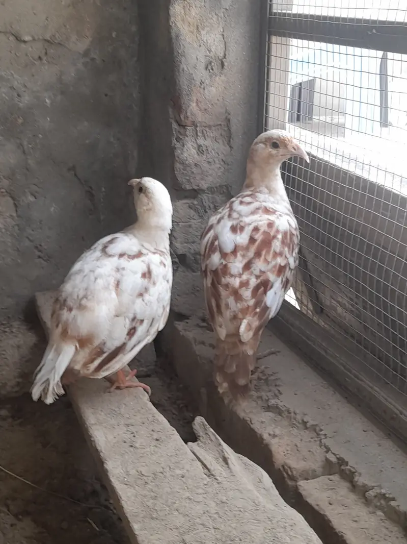 White Teetar pair for sale in Bhakkar. Cargo not available.