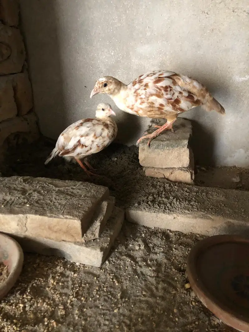 White Teetar pair for sale in Bhakkar. Cargo not available. — photo 2