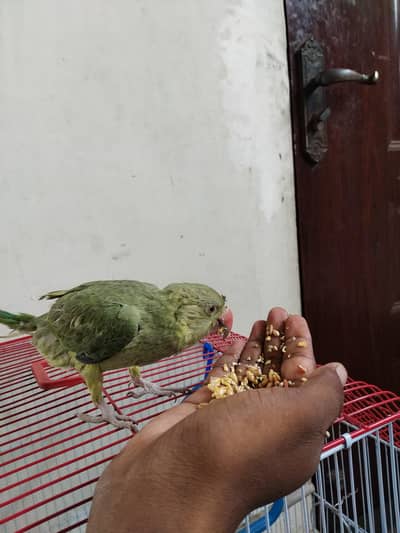 green ringneck