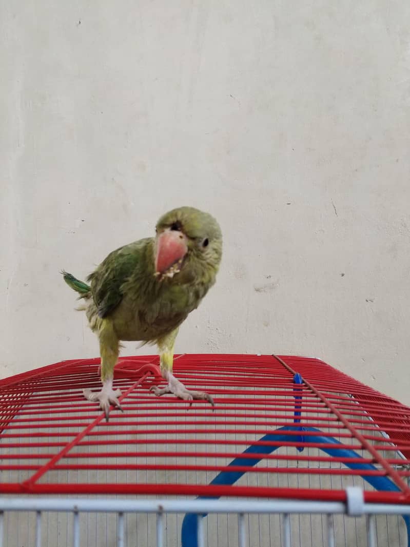 green ringneck 1