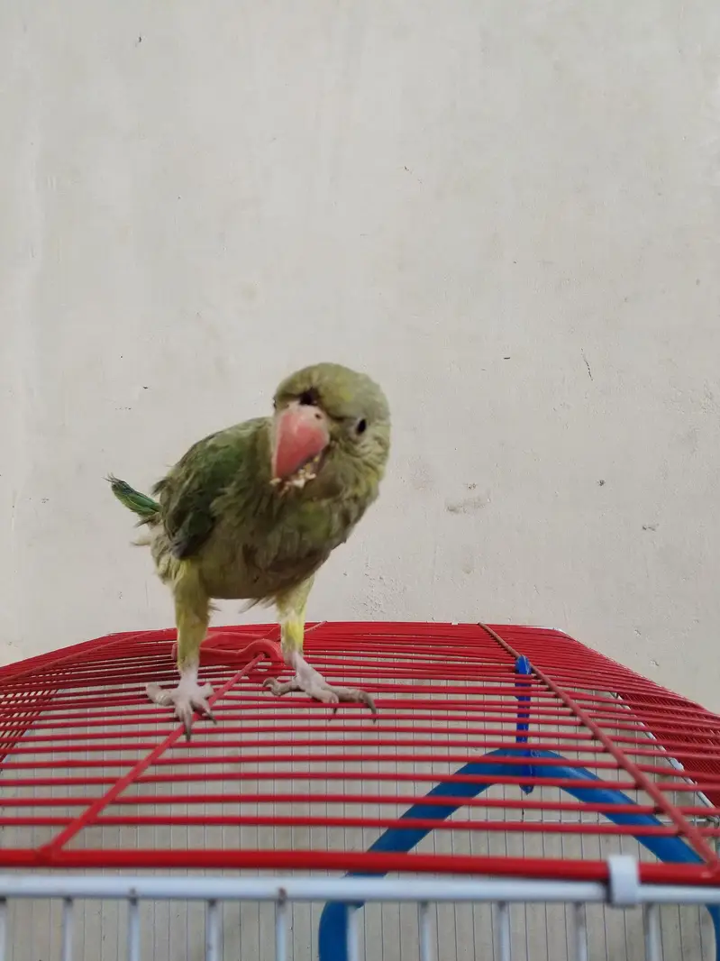 green ringneck — photo 2
