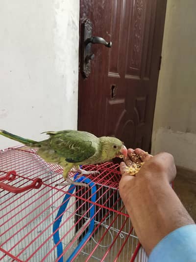 green ringneck